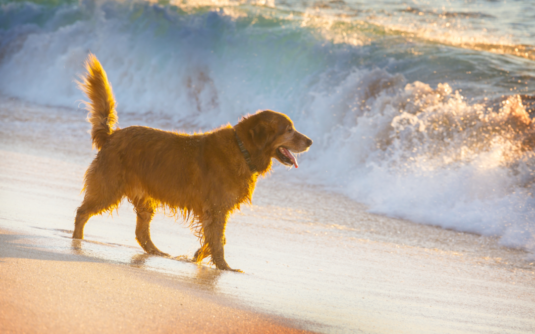 Consejos par ir con el perro a la playa