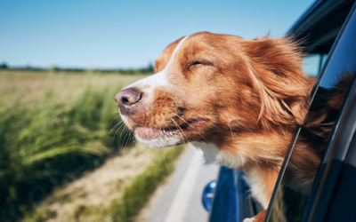 Cómo viajar con mi perro