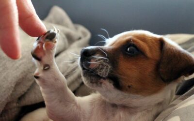 Nueva ley de protección de los derechos y el bienestar de los animales.