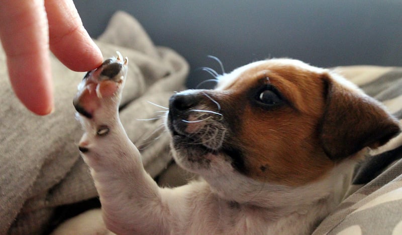 Nueva ley de protección de los derechos y el bienestar de los animales.