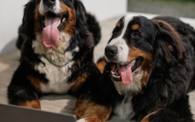 Alojamientos disponibles Agosto