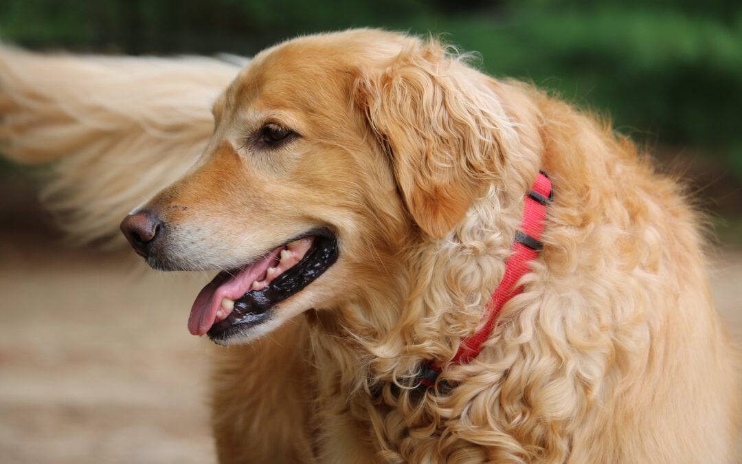 Características Golden Retriever