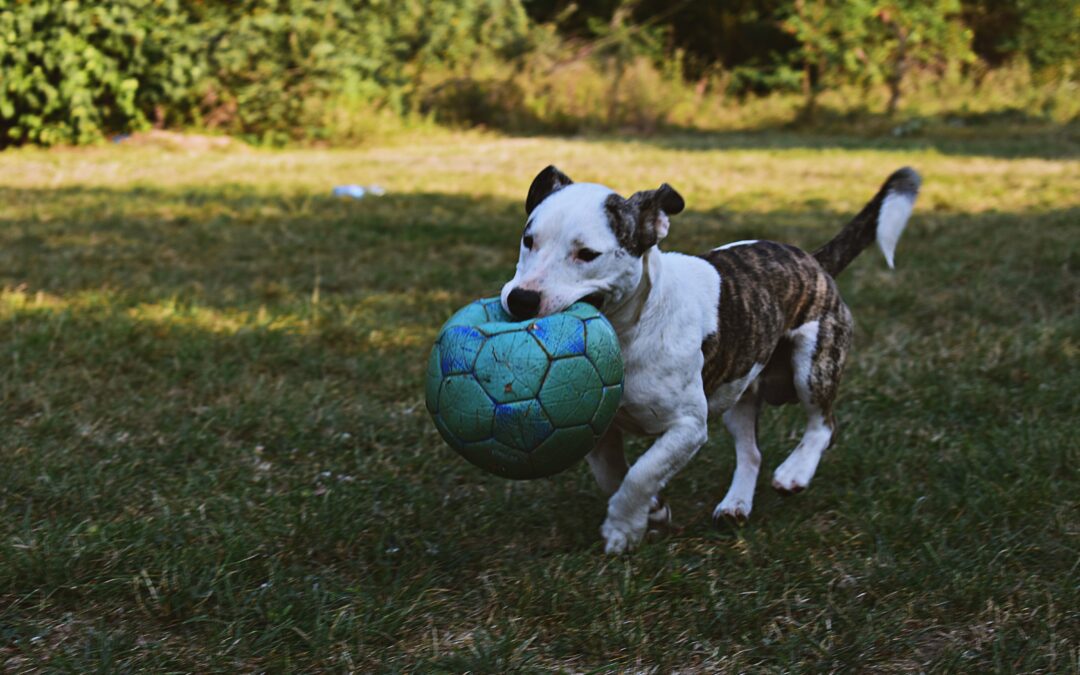 Consejos Prácticos para un Compañero Obediente