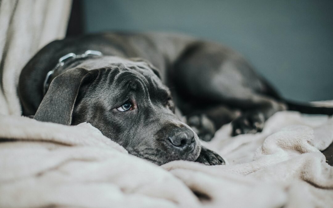 Enfermedades Comunes en los Perros. Guía sobre Diagnóstico, Tratamiento y Prevención.