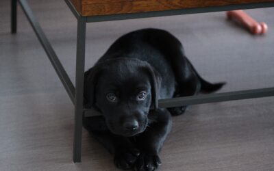 El Labrador Retriever, una de las razas de perro más populares