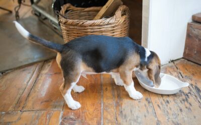 Dieta Barf para perros. Pros y contras. Riesgos.