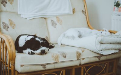 Los Misterios de los Sueños Caninos: Un Profundo Vistazo al Mundo Onírico de los Perros