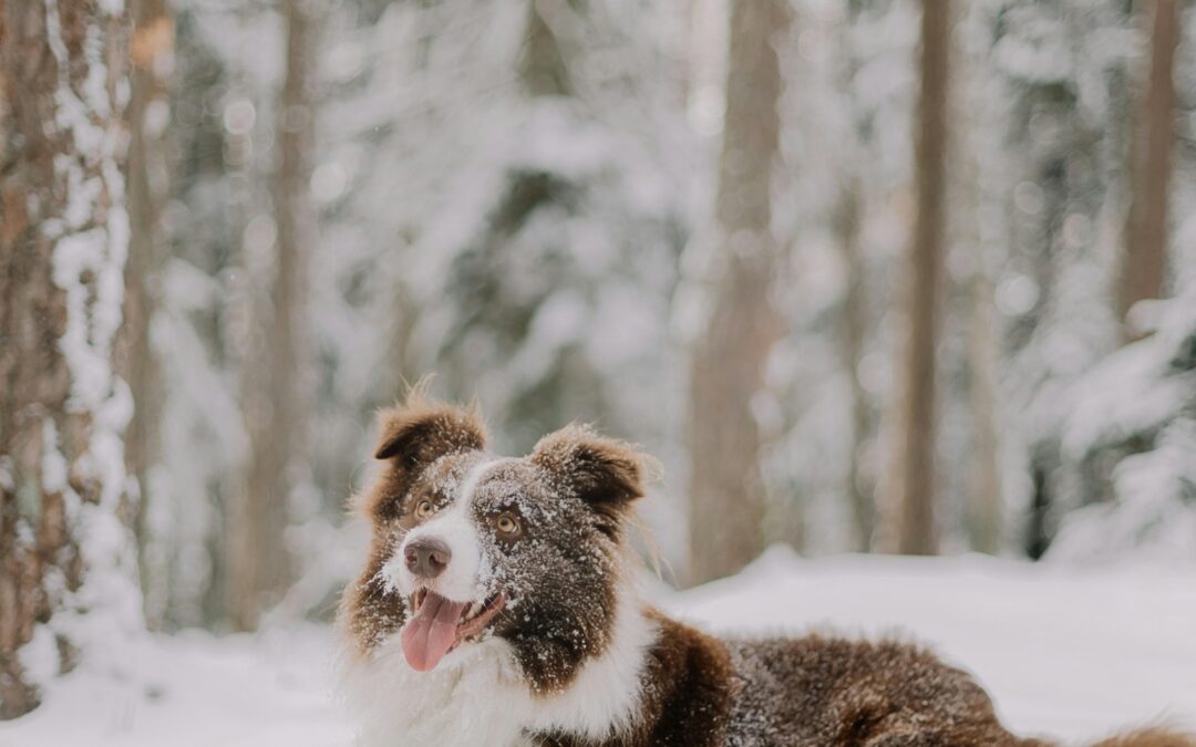 ¿Es necesario abrigar a tu perro en invierno?