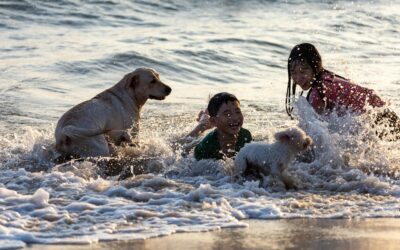Playas para perros en Galicia 2024