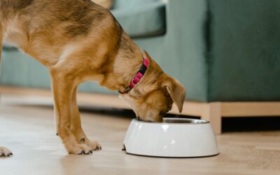 Los secretos de la alimentación natural para perros