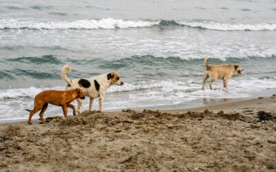 Playas para perros en Cataluña 2024