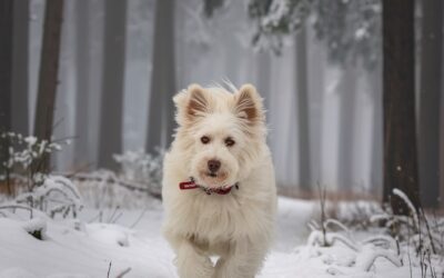 Cómo evitar la hipotermia y el frío extremo en perros