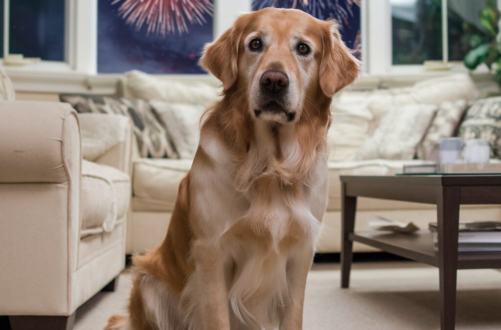 Efectos de los Fuegos Artificiales en los Perros y Soluciones para Mitigarlos