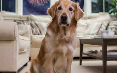 Efectos de los Fuegos Artificiales en los Perros y Soluciones para Mitigarlos